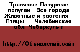 Травяные Лазурные попугаи - Все города Животные и растения » Птицы   . Челябинская обл.,Чебаркуль г.